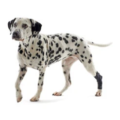 Kruuse Rehab Hakbeschermer -Selecteer Dierenwinkels 0cea6c920fd6529a226ff23aa71b4e81e381fc246dd1c48a0b437724bc0d2f32 3