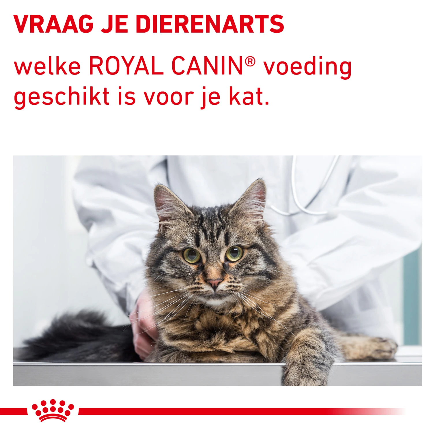 Royal Canin VCN - Mature Consult Balance - Cat - Maaltijdzakje 7 Royal Canin VCN - Mature Consult Balance - Cat - Maaltijdzakje - Afbeelding 5