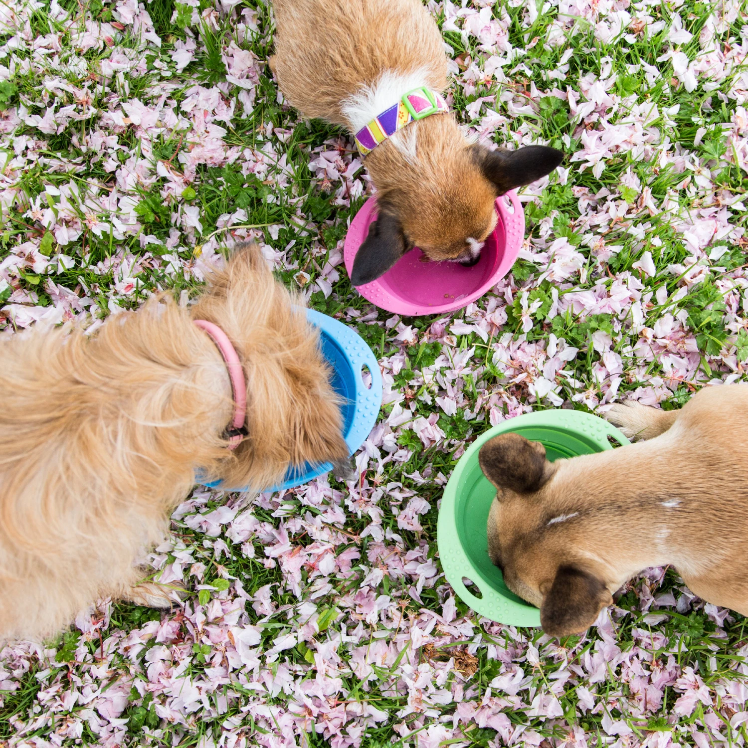 Beco Travel Bowl 12 Beco Travel Bowl - Image 10