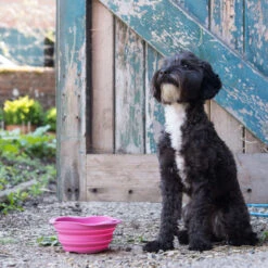 Beco Travel Bowl 24 Beco Travel Bowl -Selecteer Dierenwinkels beco travel bowl 136393 2000 none