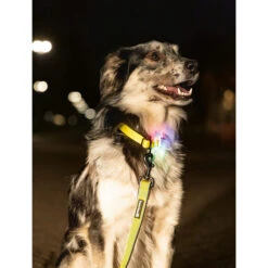 Beeztees Safety Gear Parinca Premium Halsband -Selecteer Dierenwinkels beeztees safety gear parinca premium halsband 215003 2000 none