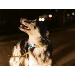 Beeztees Safety Gear Parinca Premium Hondenriem 20 Beeztees Safety Gear Parinca Premium Hondenriem -Selecteer Dierenwinkels beeztees safety gear parinca premium hondenriem 215048 2000 none