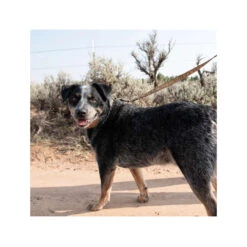 Carhartt Journeyman Leash -Selecteer Dierenwinkels carhartt journeyman leash 187047 1000 none