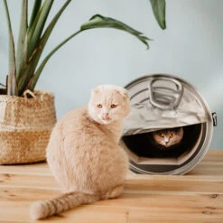 District 70 Can 9 District 70 Can -Selecteer Dierenwinkels district 70 can 133825 0500 none