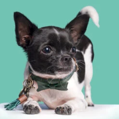 DWAM Halsband Bowie 15 DWAM Halsband Bowie -Selecteer Dierenwinkels dwam bowie halsband 186562 1000 none