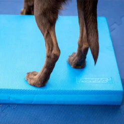 FitPAWS Balance Pad 10 FitPAWS Balance Pad -Selecteer Dierenwinkels fitpaws balance pad 176131 0500 none