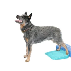 FitPAWS Balance Ramp -Selecteer Dierenwinkels fitpaws balance ramp 176143 0500 none