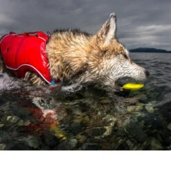 Kurgo Skipping Stones -Selecteer Dierenwinkels kurgo skipping stones 99608 0500 none