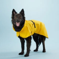 PAIKKA Visibility Raincoat Lite Yellow 12 PAIKKA Visibility Raincoat Lite Yellow -Selecteer Dierenwinkels mW2Bw3791R8VnpD5P3PKMJkiXIFNZn metaUGFpa2thLVZpc2liaWxpdHktUmFpbmNvYXQtTGl0ZS1ZZWxsb3c0LmpwZw