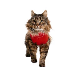 Medical Pet Shirt Kat -Selecteer Dierenwinkels medical pet shirt kat 167404 1000 none