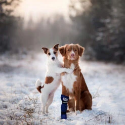 Medical Pet Shirt Boot 33 Medical Pet Shirt Boot -Selecteer Dierenwinkels medical pets boot 167509 0500 none