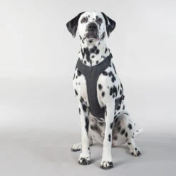 PAIKKA Visibility Harness -Selecteer Dierenwinkels paikka visibility harness 217809 2000 none