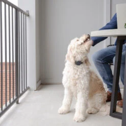 PetSafe Anti-Blafhalsband 11 PetSafe Anti-Blafhalsband -Selecteer Dierenwinkels petsafe anti blafhalsband 208109 0500 none