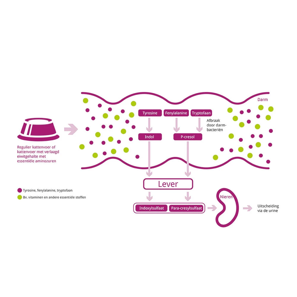 Porus One 10 Porus One - Image 8