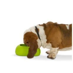 Buster Incredibowl -Selecteer Dierenwinkels product buster incredibowl none 4 1479720007 80827