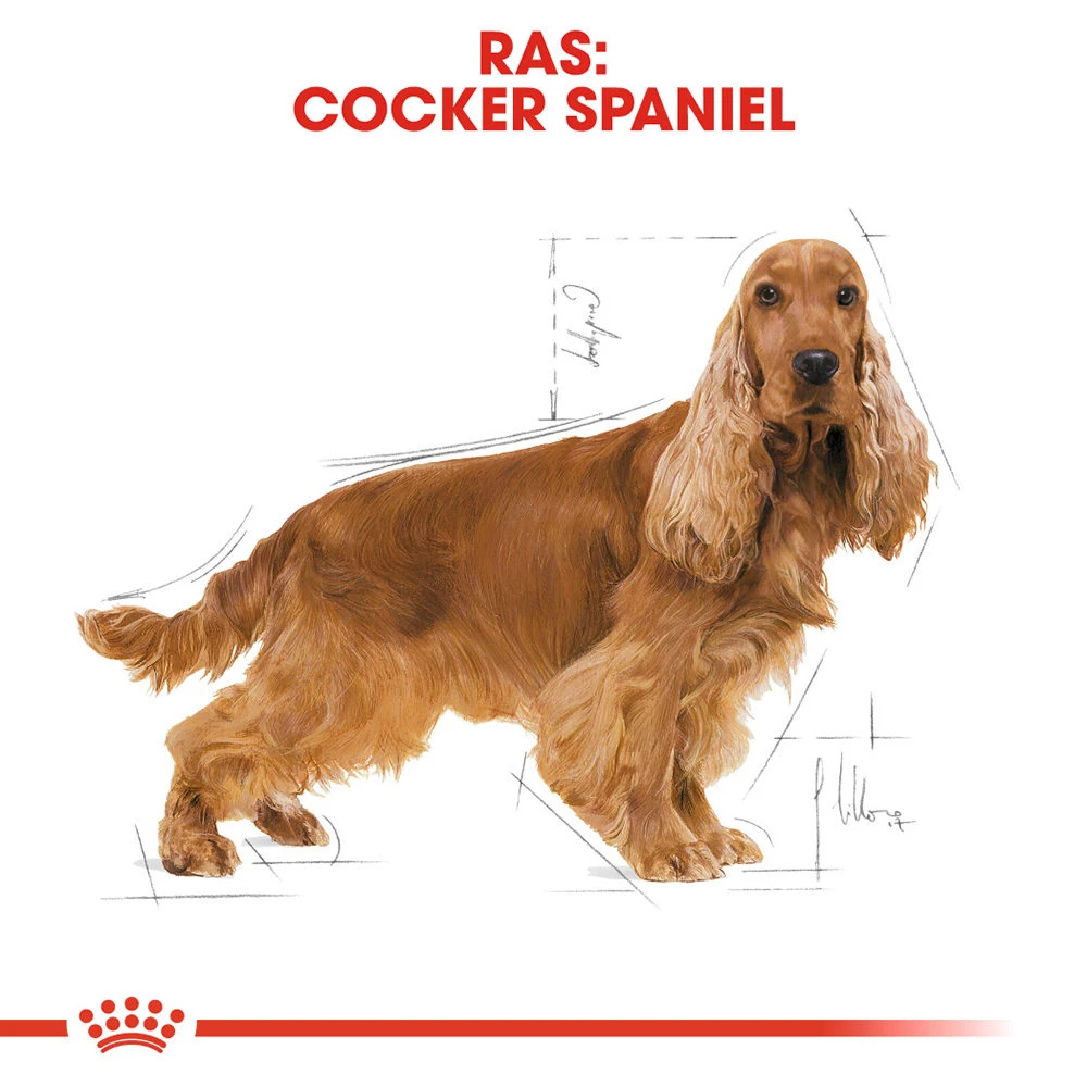 Royal Canin Cocker Adult - Hondenvoer 9 Royal Canin Cocker Adult - Hondenvoer - Image 7
