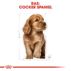 Royal Canin Cocker Puppy - Hondenvoer 16 Royal Canin Cocker Puppy - Hondenvoer -Selecteer Dierenwinkels royal canin cocker puppy hondenvoer 138232 1000 none