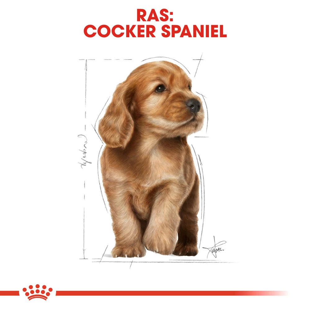 Royal Canin Cocker Puppy - Hondenvoer 7 Royal Canin Cocker Puppy - Hondenvoer - Image 5