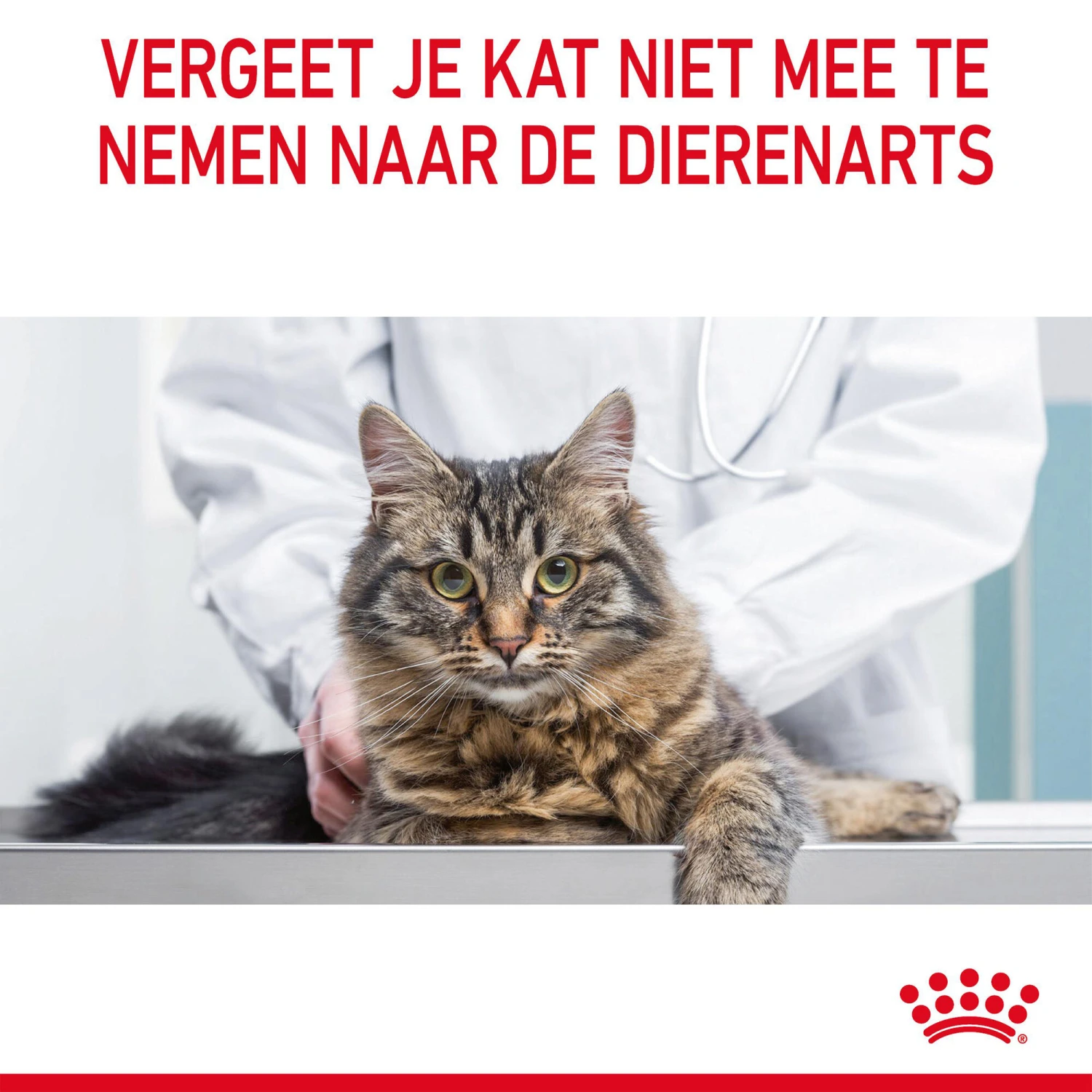 Royal Canin Hairball Care In Jelly - Kattenvoer 7 Royal Canin Hairball Care In Jelly - Kattenvoer - Afbeelding 5