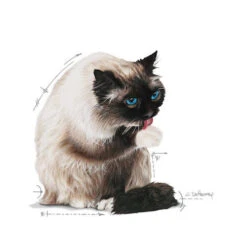 Royal Canin Hairball Care In Jelly - Kattenvoer 9 Royal Canin Hairball Care In Jelly - Kattenvoer -Selecteer Dierenwinkels royal canin hairball care in jelly kattenvoer 224004 0500 none