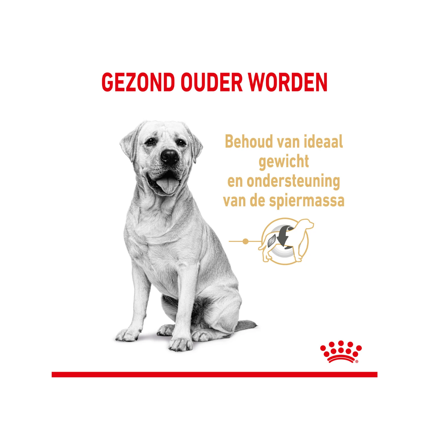 Royal Canin Labrador Retriever Adult 5+ 6 Royal Canin Labrador Retriever Adult 5+ - Image 4