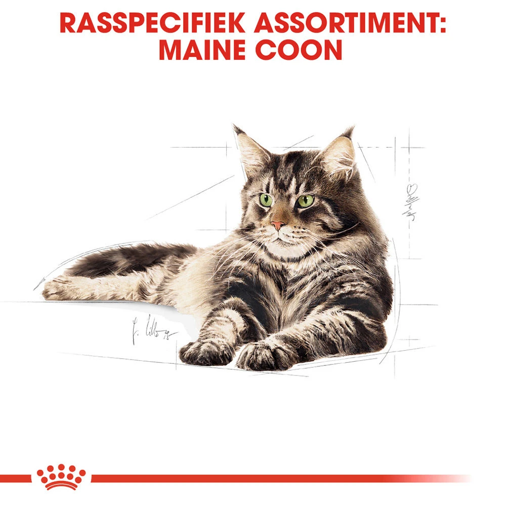 Royal Canin Maine Coon Adult Wet - Kattenvoer 7 Royal Canin Maine Coon Adult Wet - Kattenvoer - Image 5