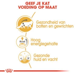 Royal Canin Maine Coon Adult Wet - Kattenvoer 13 Royal Canin Maine Coon Adult Wet - Kattenvoer -Selecteer Dierenwinkels royal canin maine coon adult wet kattenvoer 126032 1000 none