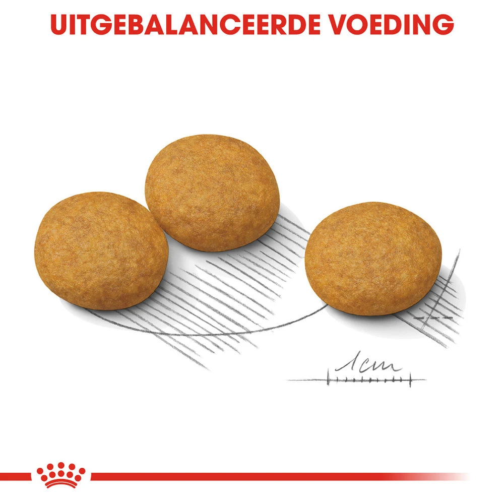 Royal Canin Medium Dermacomfort - Hondenvoer 4 Royal Canin Medium Dermacomfort - Hondenvoer - Image 2