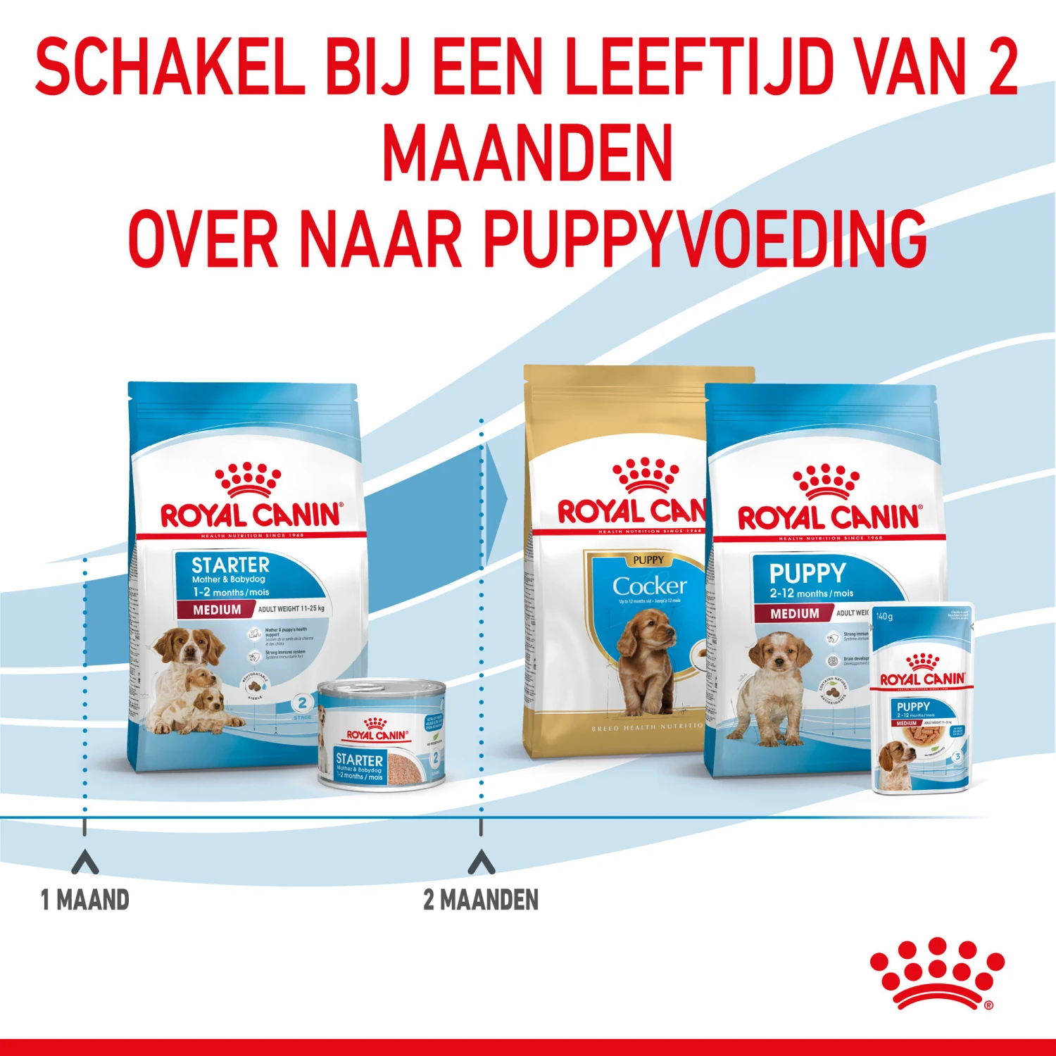 Royal Canin Medium Starter Mother & Babydog - Hondenvoer 11 Royal Canin Medium Starter Mother & Babydog - Hondenvoer - Afbeelding 9