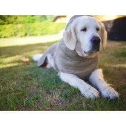 Siccaro WetDog SupremePro 2.0 -Selecteer Dierenwinkels siccaro wetdog supremepro 20 216998 2000 none