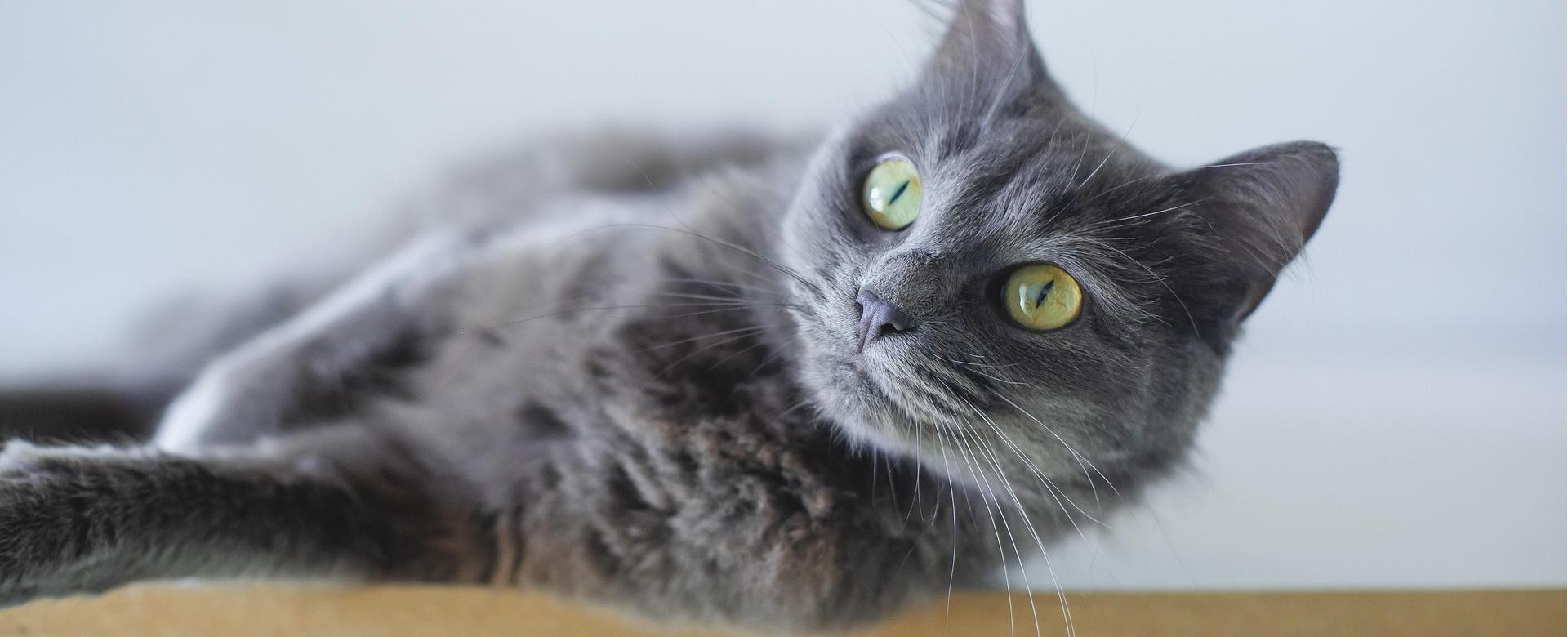 Selecteer Dierenwinkels -Selecteer Dierenwinkels cat 8197577 1920