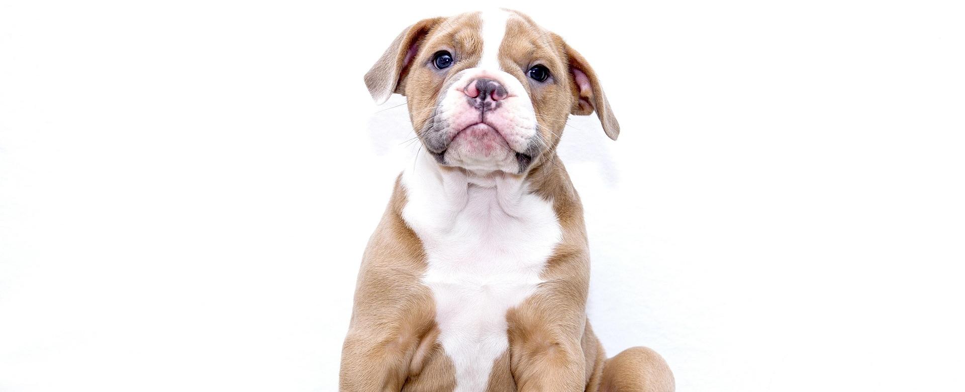 Selecteer Dierenwinkels -Selecteer Dierenwinkels puppy 1118584 1920